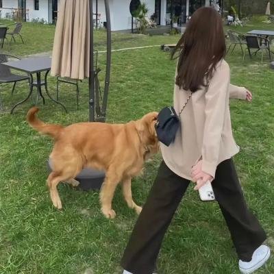 彩叶草之梦